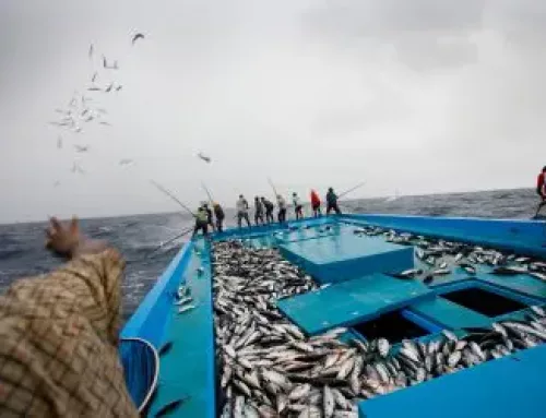 Sustainable Fishing Matters for More Than 120 Million Worldwide