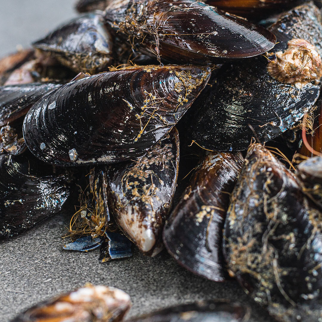 Fresh Mussels | Fish4Africa